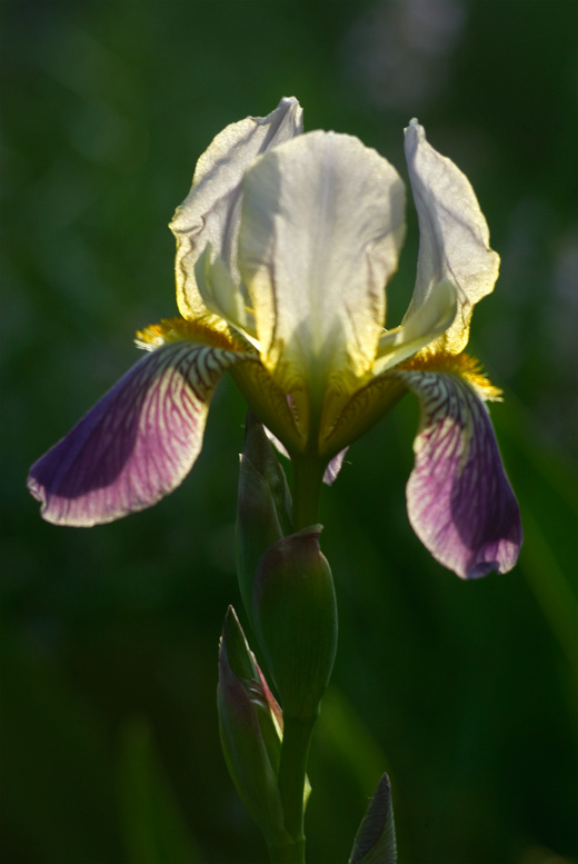 Iris