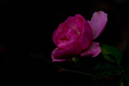 Roseblüte im Auflicht