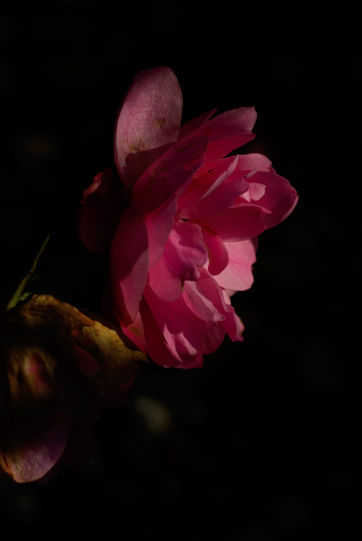 Rosenblüte im Streiflicht