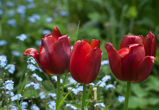 Rote Tulpen