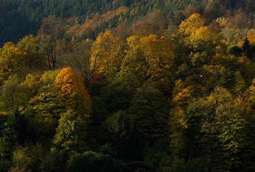 Herbstwald mit leichtem Tele fotografiert