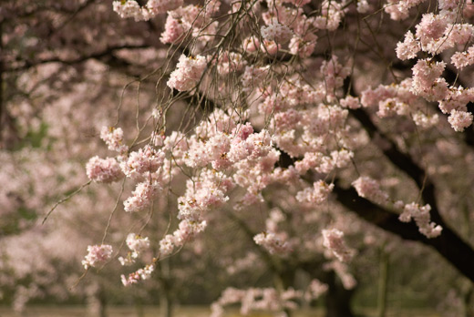 Monochromes Foto: japanische Kirschblüte