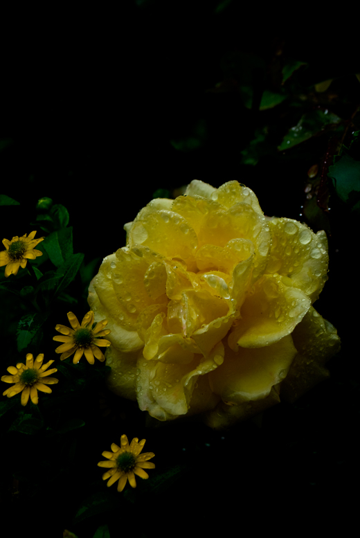 gelbe Rose, Vordergrundfarbe Gelb