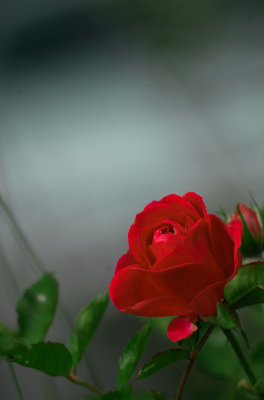 Rose, Rosenblüte