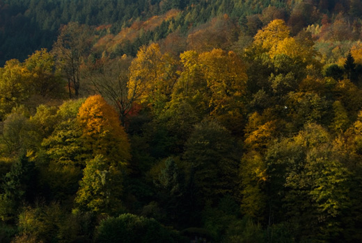 Herbstwald