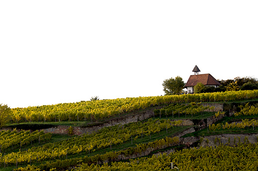 Weinberg im Herbst