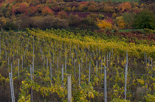 Weinberg im Herbst