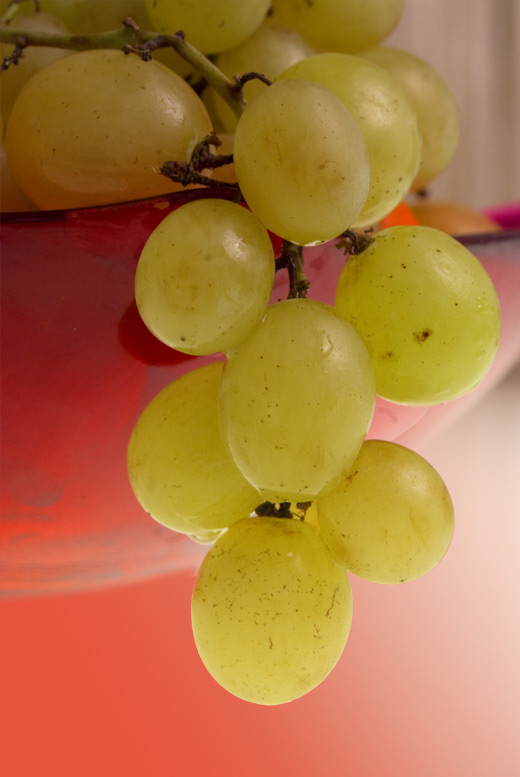 Stilleben mit Weintrauben auf dem Lichttisch