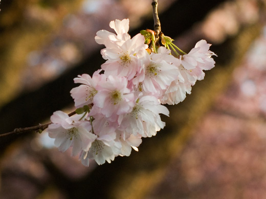 japanische Kirschblüte