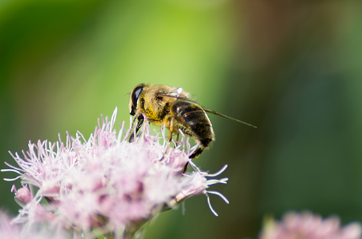 Biene mit Makroobjektiv 300mm Brennweite